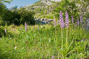 Neotinea ustulata (yanmış orkide) yakın görünüm