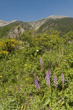 Neotinea ustulata (yanmış orkide) yakın görünüm