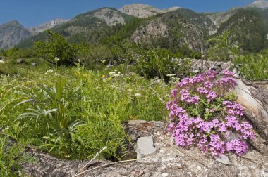 Neotinea ustulata (yanmış orkide) yakın görünüm