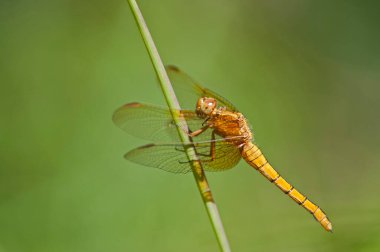 Çimlere tüneyen yusufçuğun yakın plan çekimi.