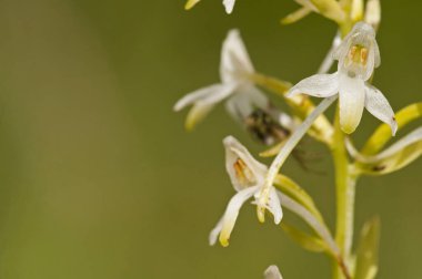 Doğal arka planda çiçek açan güzel çiçeklerin yakın plan çekimi.