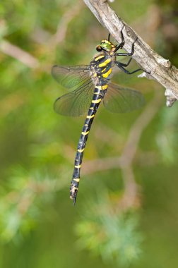 Cordulegaster Boltoni (altın halkalı yusufçuk görünümü)