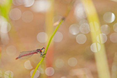 Cordulegaster Boltoni (altın halkalı yusufçuk görünümü)