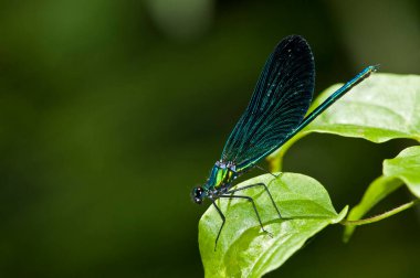 Calopteryx hemoroidalis (bakır matmazel) erkek