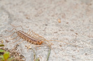 Scutigera coleoptrata (ev kırkayağı)