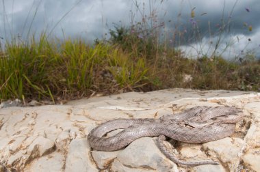 Coronella girondica (güney pürüzsüz yılan görünümü)