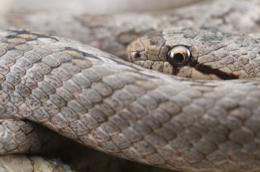 Coronella girondica (güney pürüzsüz yılan görünümü)