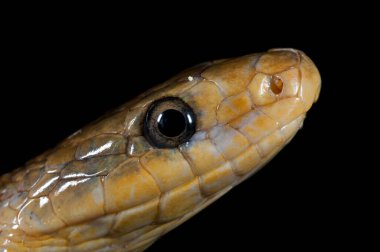 Zamenis longissimus, siyah arkaplanda Estezik yılan