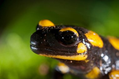 Salamandra semenderi (ateş semenderi) görünüm