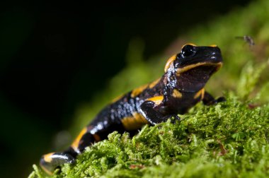 Salamandra semenderi (ateş semenderi) görünüm