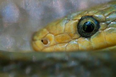 Zamenis longissimus, Eesculapian yılanı, yakın görüş