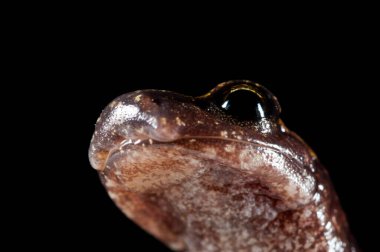 Speleomantes strinatii (Strinatii 'nin mağara semenderi) görünümü