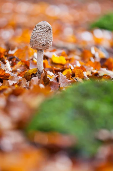 Cogumelo Parasol Procera Macrolepiota Floresta Outono — Fotografia de Stock