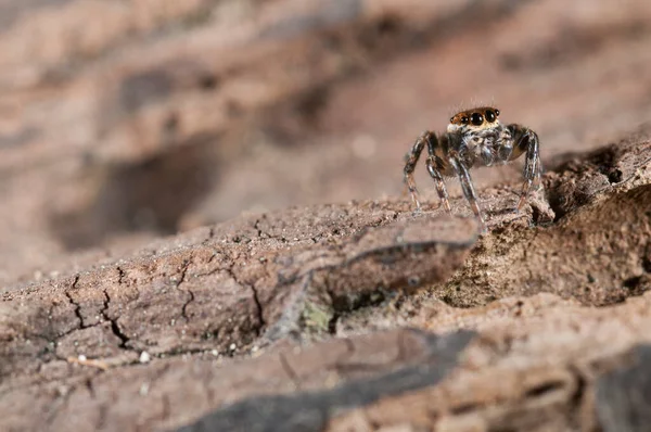 Doğal Yaşam Ortamında Salticidae Eus Chrysops Yakın Çekimi — Stok fotoğraf