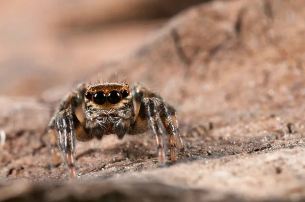 Közeli Felvétel Philaeus Chrysopsról Salticidae Természetes Élőhelyen — Stock Fotó