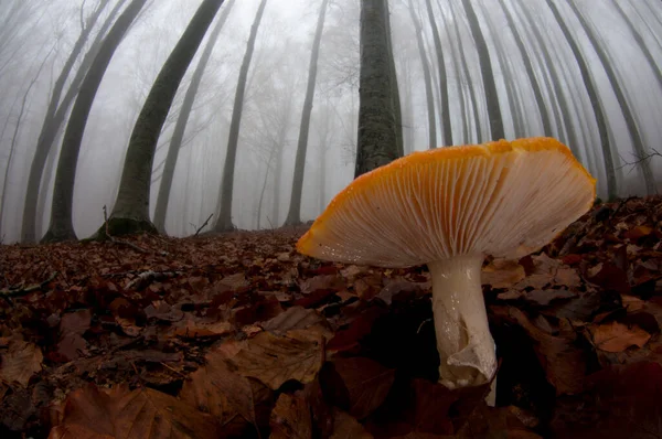 Fly Agaric Amanita Muscaria Autumn Forest — Stock Photo, Image