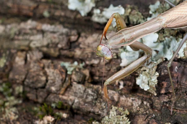 Närbild Mantis Religiosa Europeisk Mantis Naturliga Livsmiljöer — Stockfoto