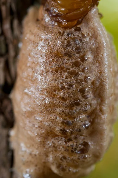 Primo Piano Colpo Nido Insetti Sul Tronco Albero — Foto Stock