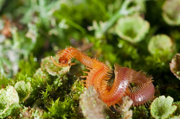 Ciempiés Del Suelo Geofilomorfa Sobre Musgo Verde — Foto de Stock