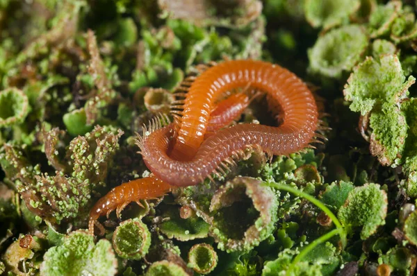 Centipedes Solo Geophilomorpha Musgo Verde — Fotografia de Stock