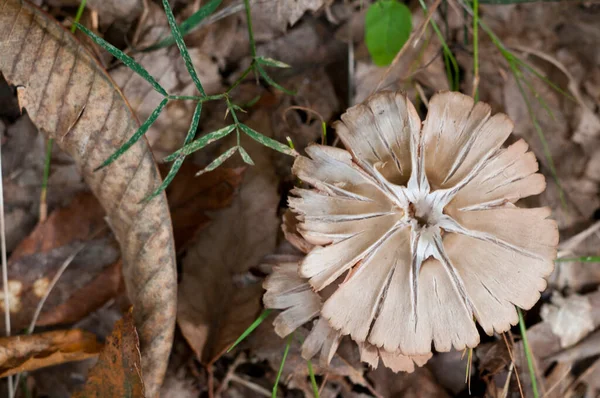 Close Shot Mushroom Forest — Stock Photo, Image