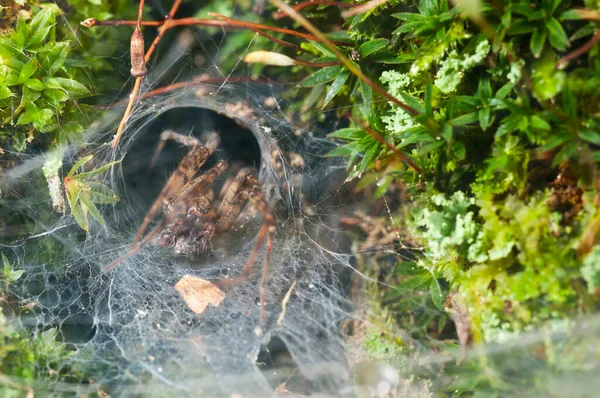 Gros Plan Agelena Araignée Des Herbes Eurasiennes Dans Habitat Naturel — Photo