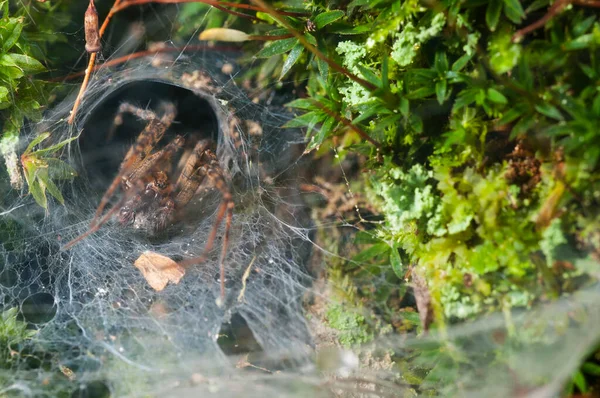 Agelena Sp的特写镜头 欧亚草蜘蛛 在自然栖息地 — 图库照片