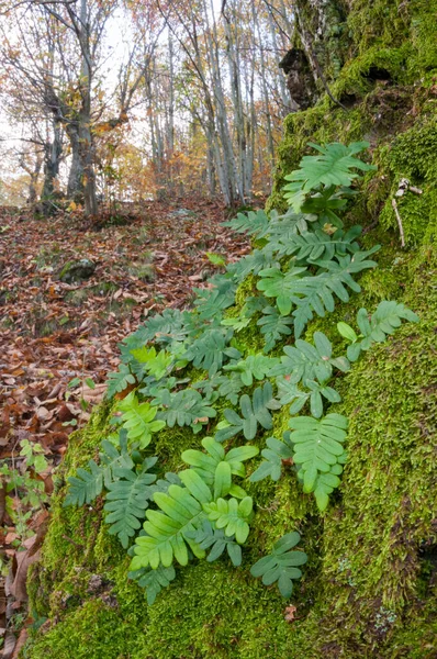 Feuilles Automne Mousse Verte Dans Forêt — Photo