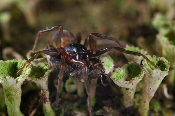 Close Coelotes Agelenidae Habitat Natural — Fotografia de Stock