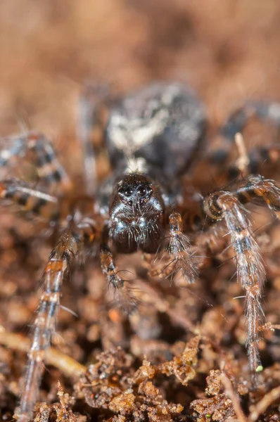 Doğal Ortamında Atypus Affinis Çanta Ağı Örümceği Yakın Plan Çekimi — Stok fotoğraf