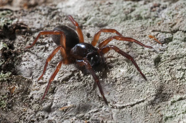 Primer Plano Tejedor Encaje Negro Amaurobius Ferox Hábitat Natural — Foto de Stock