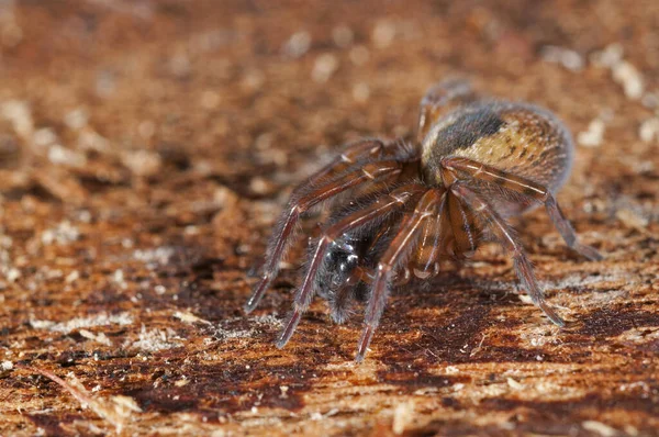 서식지에 Atypus Affinis 핸드백 거미집 — 스톡 사진