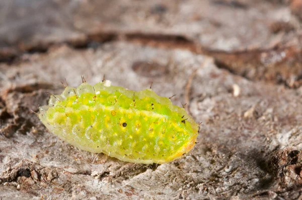 Oruga Verde Brillante Roca Insectos Naturaleza — Foto de Stock