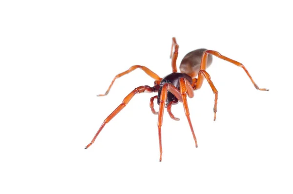 Gros Plan Tisserand Dentelle Noire Amaurobius Ferox Isolé Sur Blanc — Photo