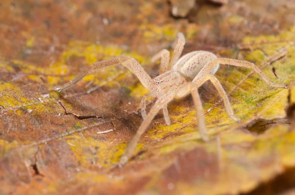 Mikromata Virescens Yeşil Avcı Örümcek — Stok fotoğraf