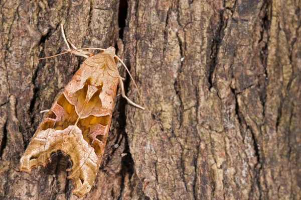 Közeli Felvétel Scoliopteryx Libatrix Herald Molylepkéről — Stock Fotó