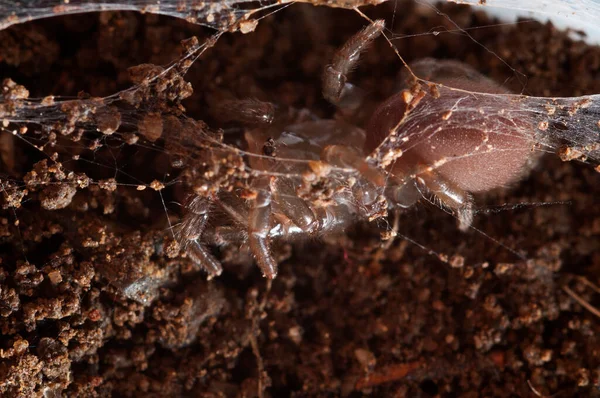 Close Aranha Habitat Natural — Fotografia de Stock