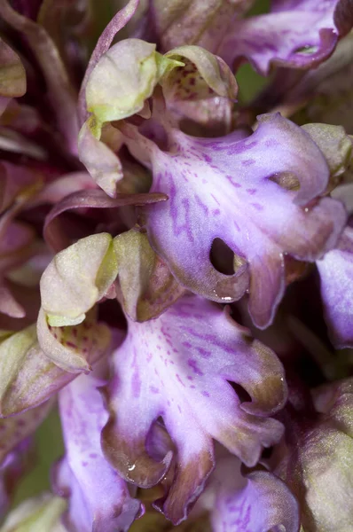 Crimean Iris Iris Lutescens Iridaceae — Stock Photo, Image