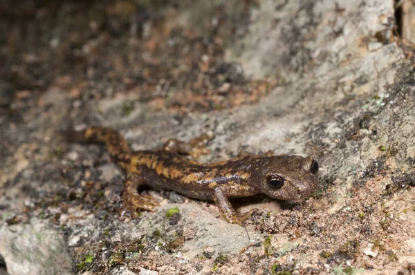 Salamandra Das Cavernas Hydromantes Strinatii — Fotografia de Stock