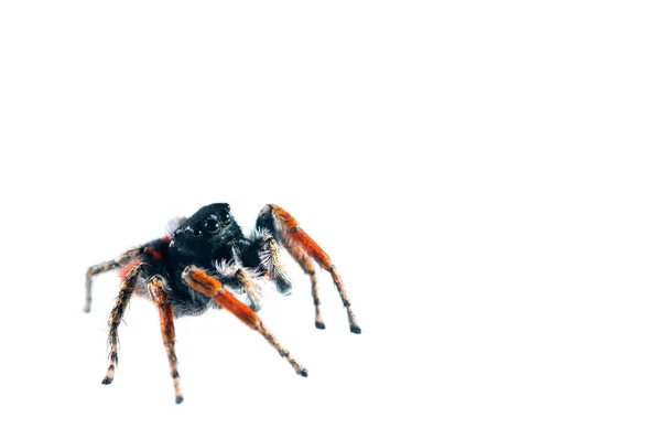 Närbild Philaeus Chrysops Salticidae Isolerad Vit — Stockfoto