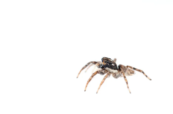 Primo Piano Philaeus Chrysops Salticidae Isolato Bianco — Foto Stock