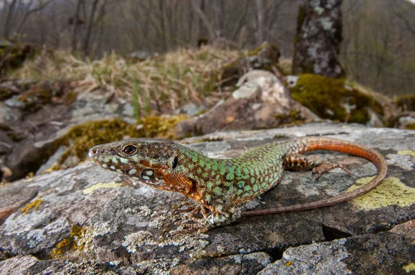 Ящерица Обыкновенная Podarcis Muralis Вид — стоковое фото