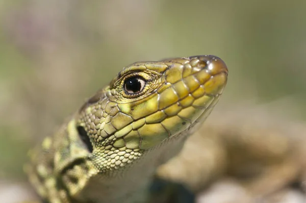 Lézard Ovalisé Timon Lepidus Vue Juvénile — Photo