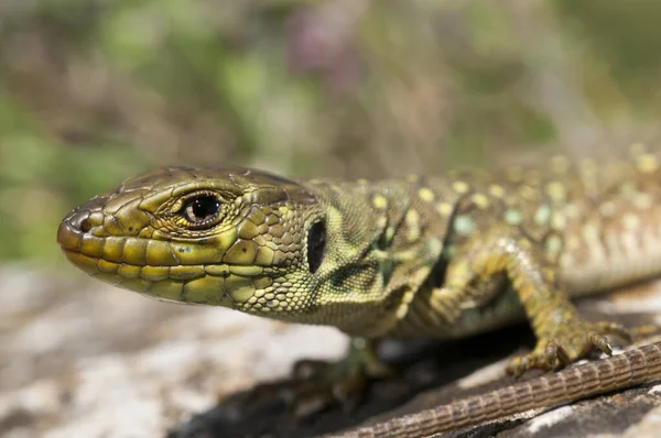 Ocellated Lizard Timon Lepidus Juvenilní Pohled — Stock fotografie