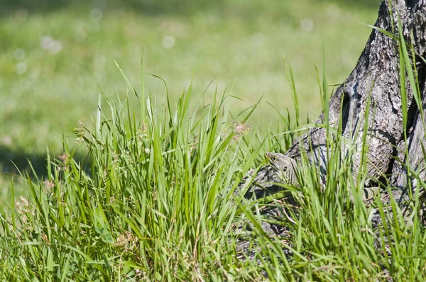 Nahaufnahme Von Schuss Auf Eidechse Natürlichem Lebensraum — Stockfoto