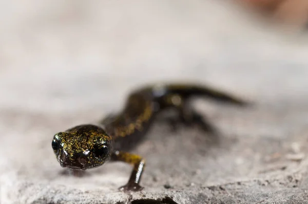 自然の生息地でスペロマンテスStrinatii Strinati Cave Salamander のショットのクローズアップショット — ストック写真