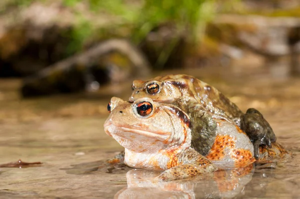 Běžná Ropucha Bufo Bufo Pohledu Amplexus — Stock fotografie