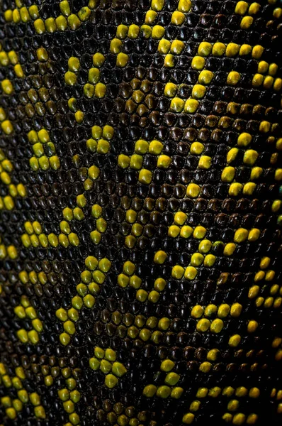 Ocellated kertenkele (Timon lepidus) ten görünümü