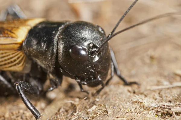 Gryllus Campestris Zblízka Pohled Polní Cvrčky — Stock fotografie