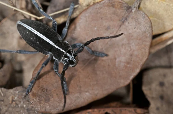 Dorcadion Cerambycidae Крупним Планом — стокове фото